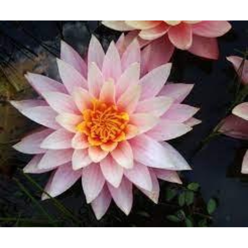 Myra  - Pink Hardy Water Lily (Bare Root)