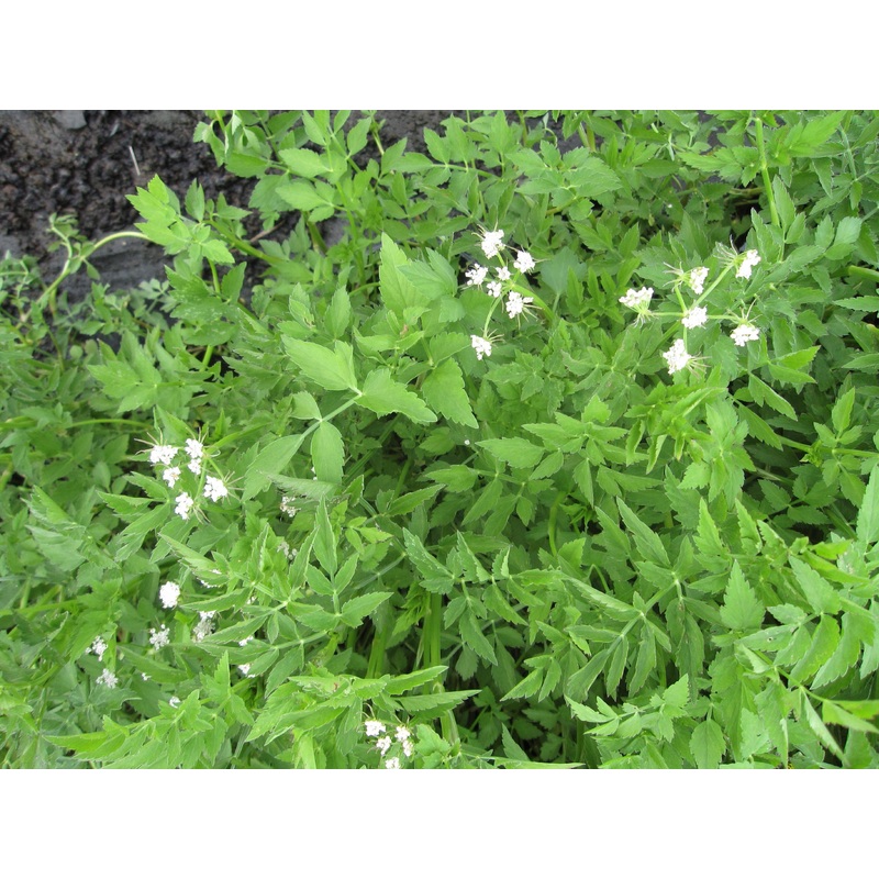 Oenanthe ssp. 'Dwarf Water Celery' (Bare Root)