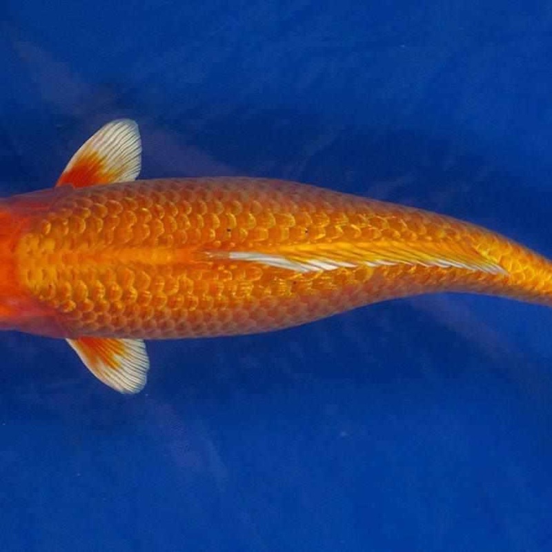 Orenji Ogon