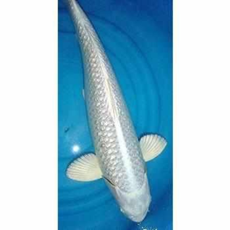 Platinum Ogon