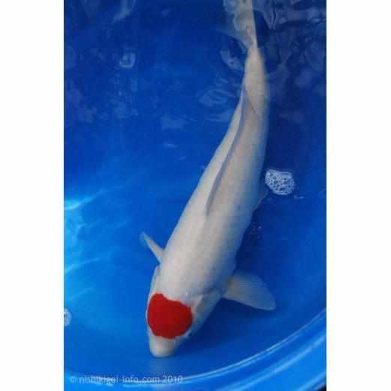 Tancho Kohaku