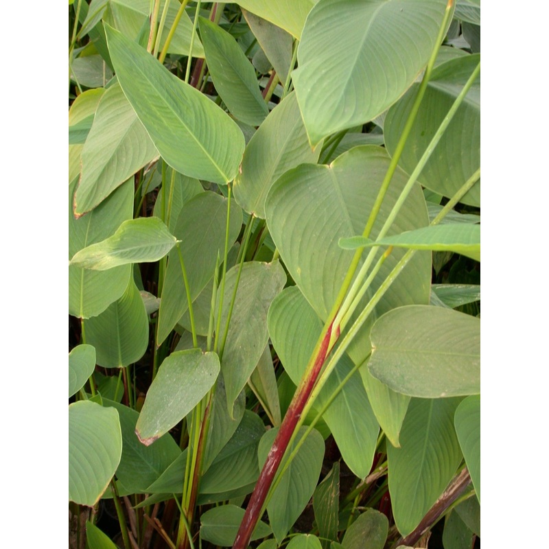 Thalia Geniculata Ruminoides (Redstem Thalia) (Bare Root)