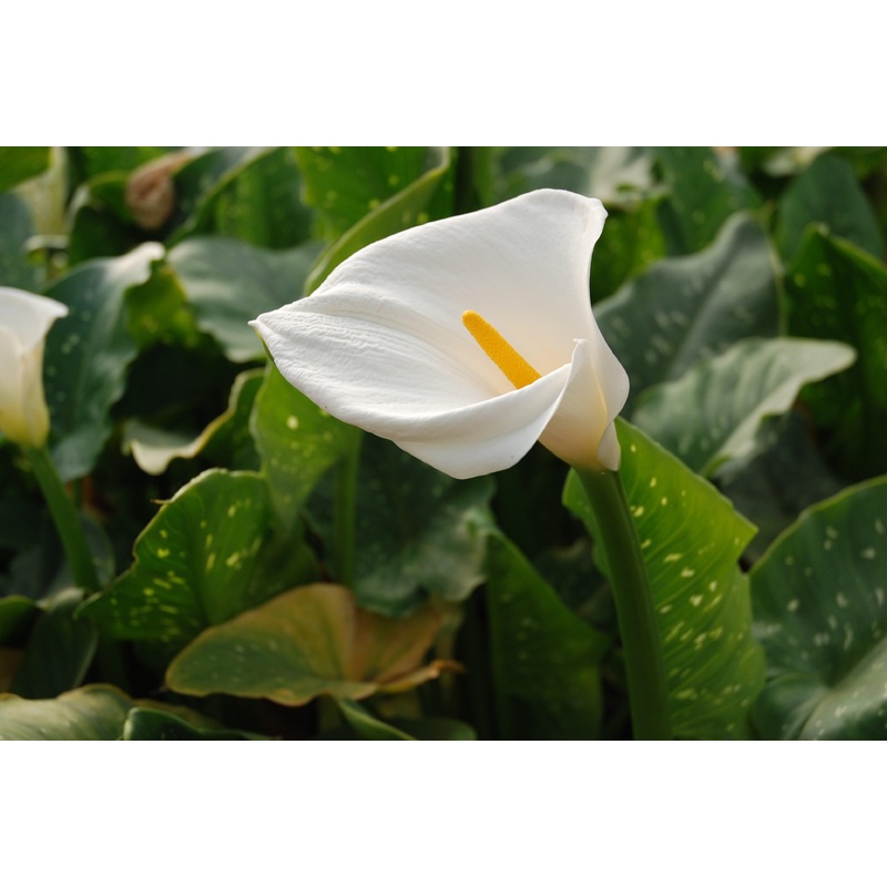 Zantedechia aethiopica 'Marshmallow' Calla Lily (Bare Root)