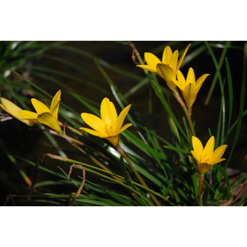 Zephyranthes flavissima 'Yellow Rain Lily' (Bare Root)