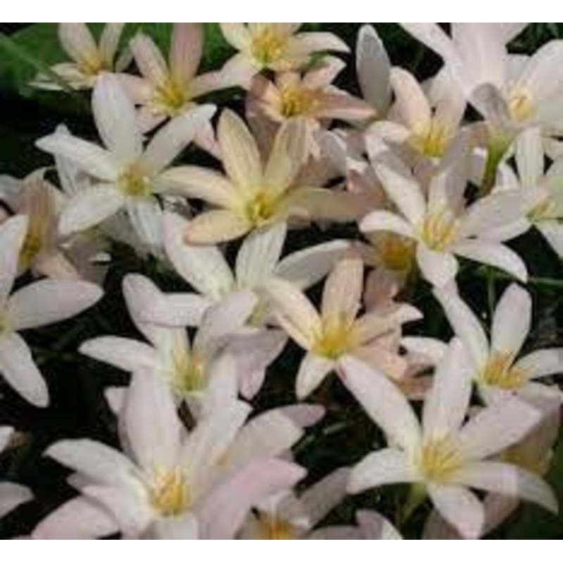 Zephyranthes 'Prairie Sunset' (Bare Root)
