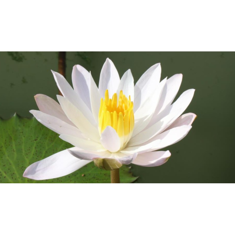 Celon Pink Night Blooming Tropical Water Lily