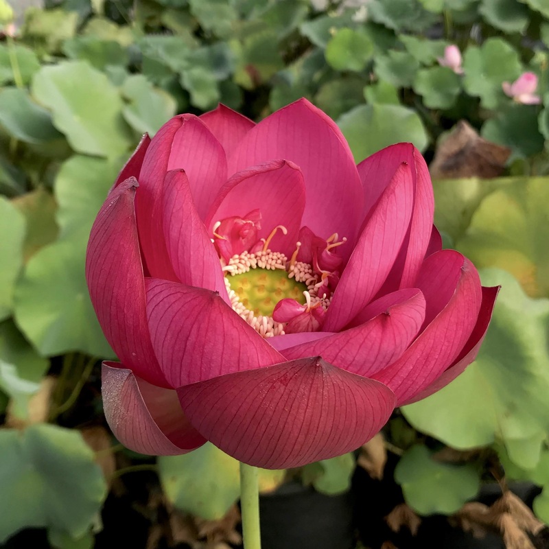 Jiaxing Lotus - City Series (Bare Root)