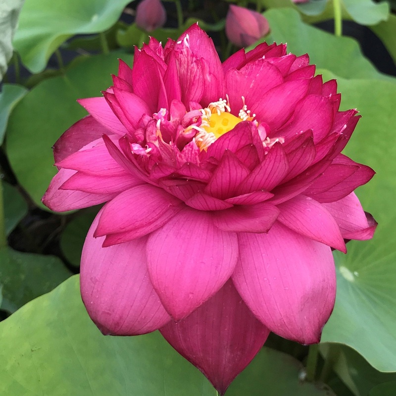 Jing Gang Shen Lotus - City Series (Bare Root)