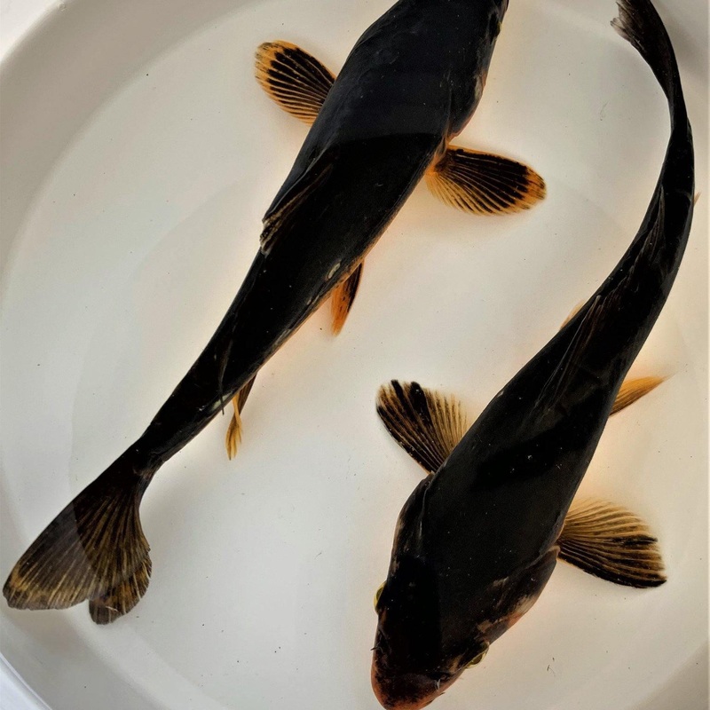 Karasugoi Black Karasu Koi