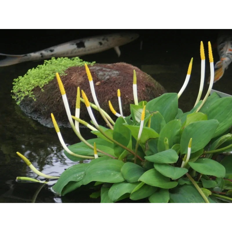 Orontium Aquatium 'Golden Club' (Bare Root)