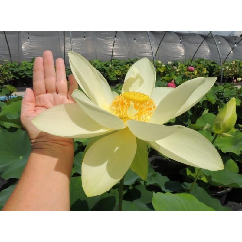 Perry's Giant Sunburst Lotus (Bare Root)