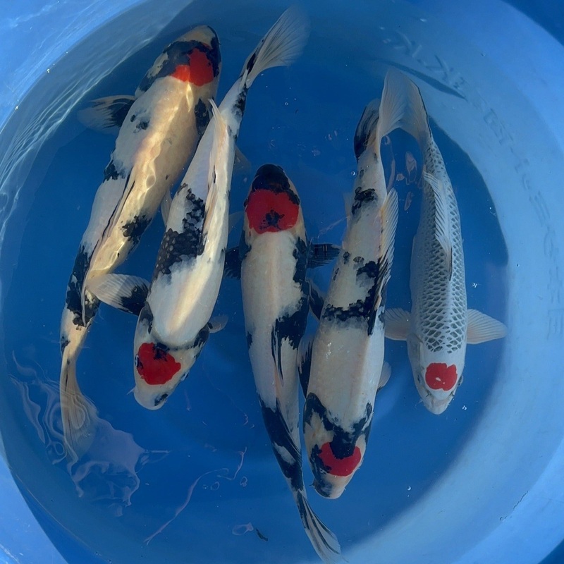 Premium Japanese Tancho Showa Koi Fish