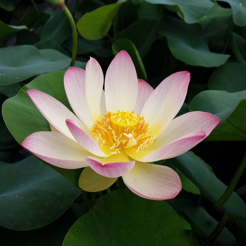 Princess Abby of Ten Mile Creek - #1 Selling Bowl Lotus (Bare Root)