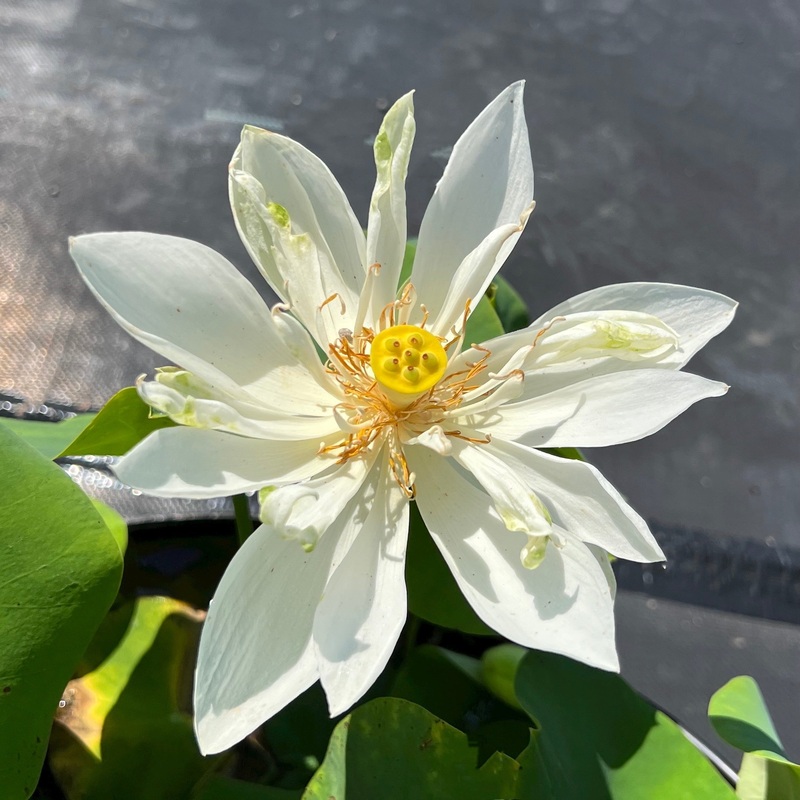 White Dot Mini Lotus (Bare Root)