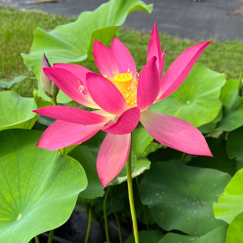 Yan'an Lotus - City Series (Bare Root)