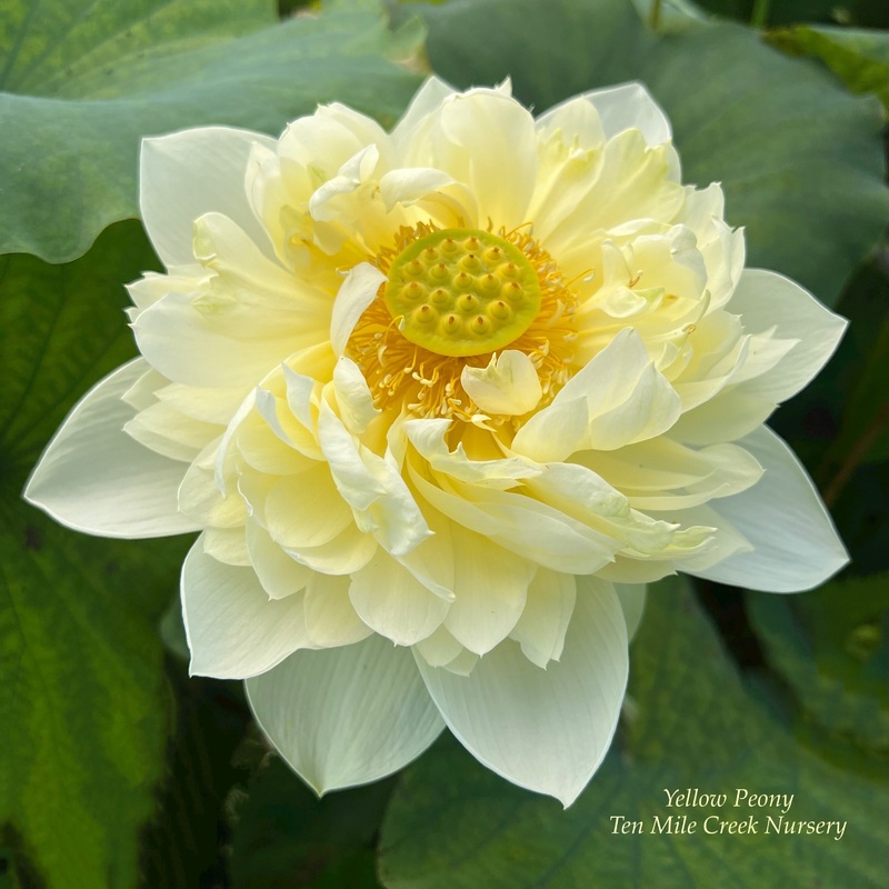 Yellow Peony Lotus (Bare Root)