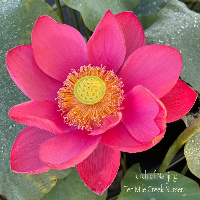 2025 Beautiful Mystery Lotus (Bare Root)