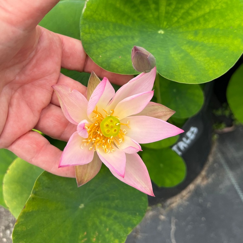 2025 Fairy Tale Minature Lotus (Bare Root)