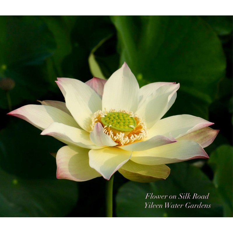 2025 Flower on Silk Road Lotus (Bare Root)