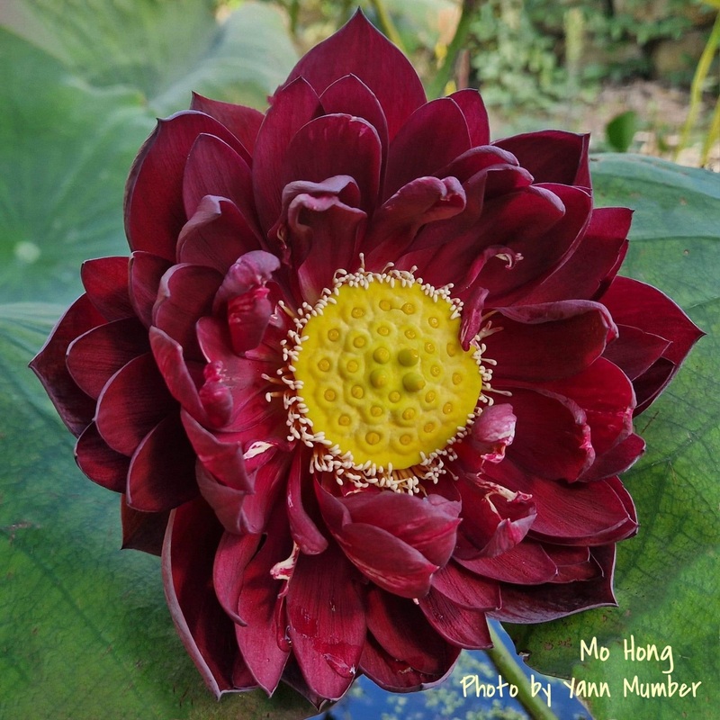 2025 Mo Hong Black Red Lotus (Bare Root)