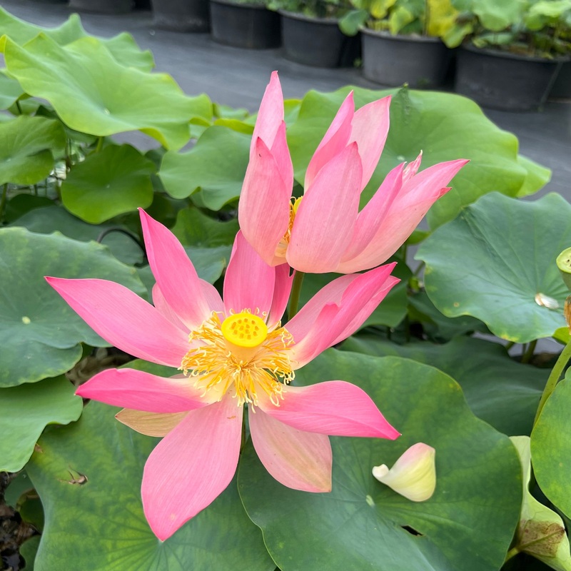 2025 Phoenix Feather Falling on Golden Pond Lotus (Bare Root)