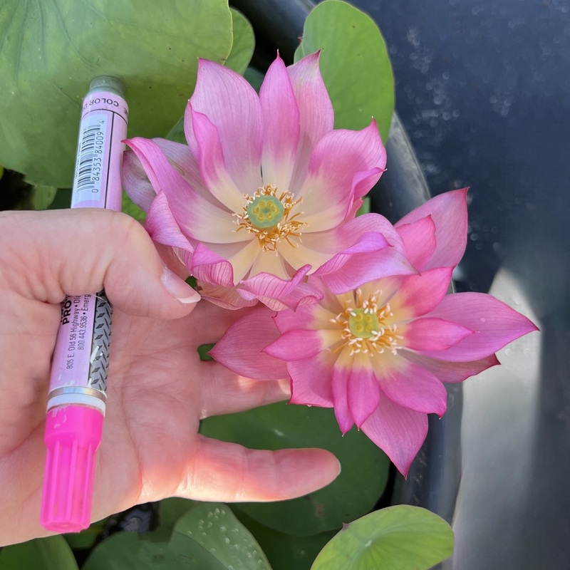 2025 Pink-A-Boo Mini Lotus (Bare Root)