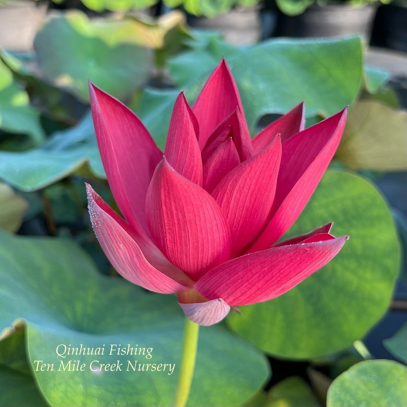 2025 Qinhuai Fishing Brilliant Red Lotus (Bare Root)