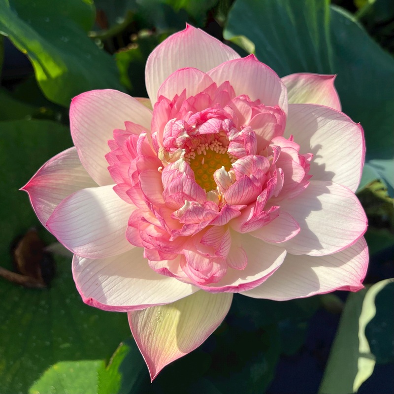 2025 Rain in Hometown Lotus (Bare Root)