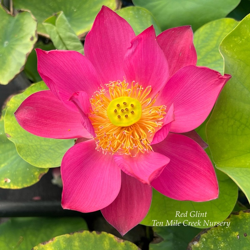 2025 Red Glint Mini Lotus (Bare Root)