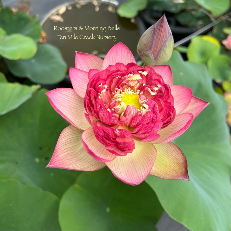 2025 Roosters & Morning Bells Lotus (Bare Root)