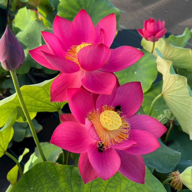 2025 Shine Miniature Lotus (Bare Root)