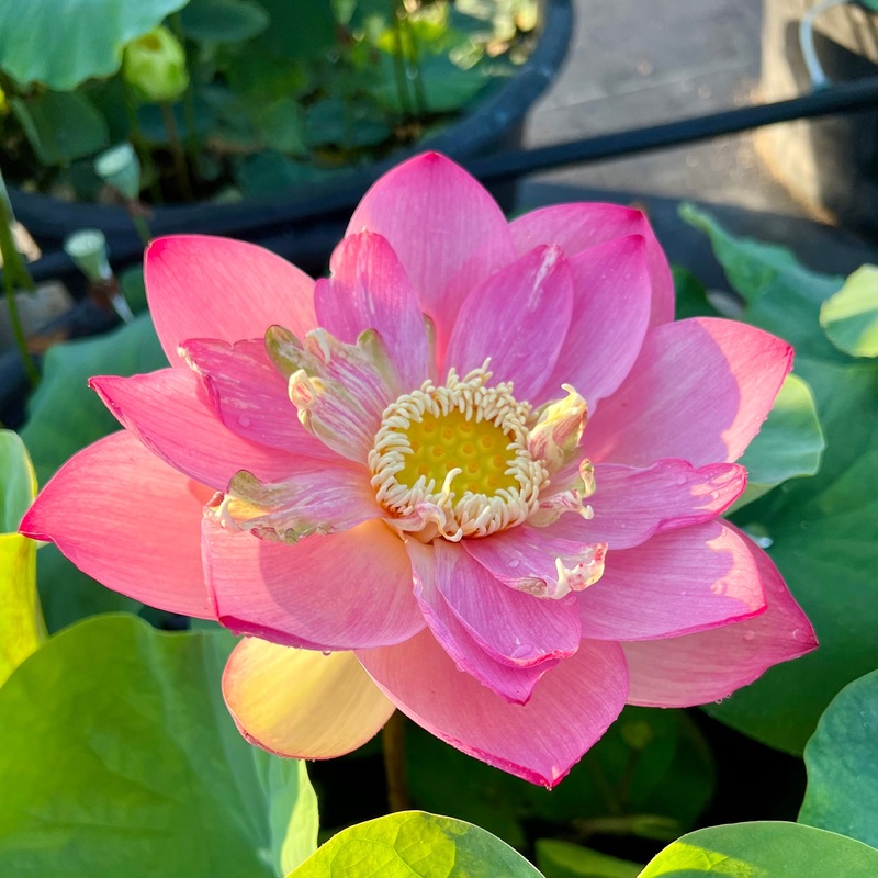 2025 Taicheng Jasper Lotus (Bare Root)