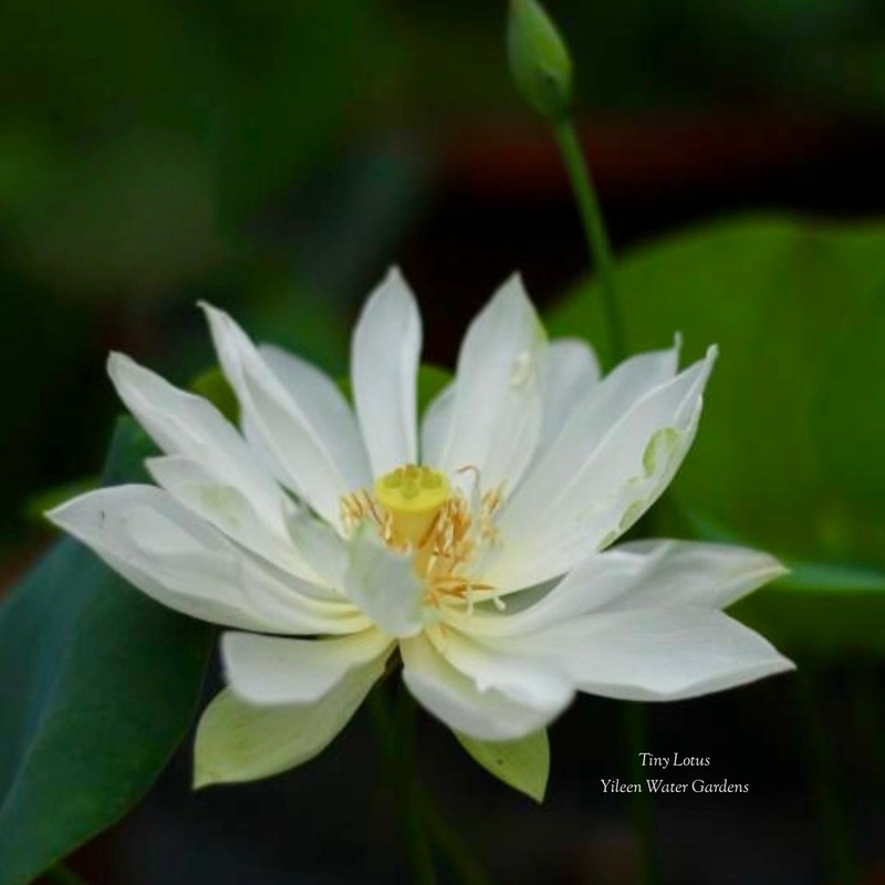 2025 Tiny Lotus MICRO (Bare Root)