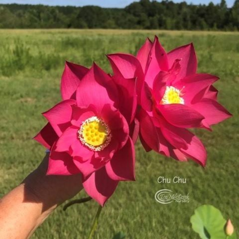 Chu Chu Red Lotus (Bare Root)