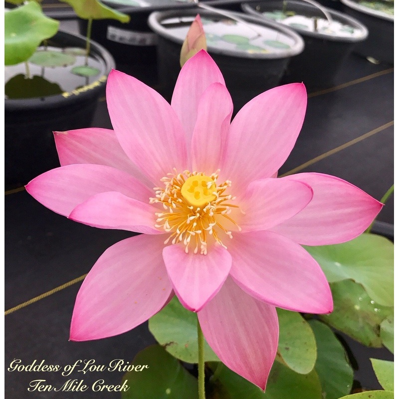 Goddess of Luo River Lotus (Bare Root)