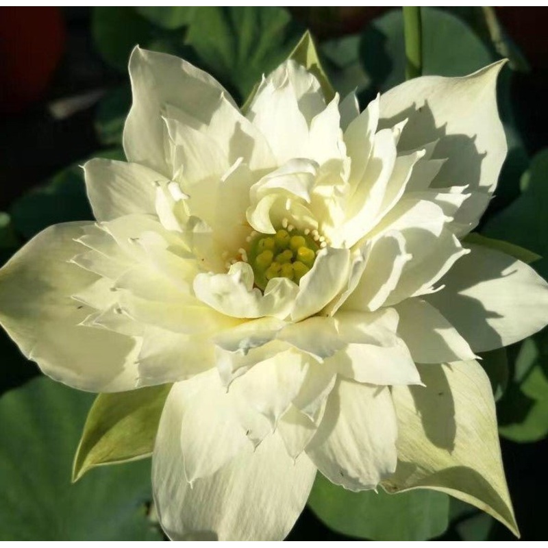 Green Jade of Qinhuai Mini Lotus (Bare Root)