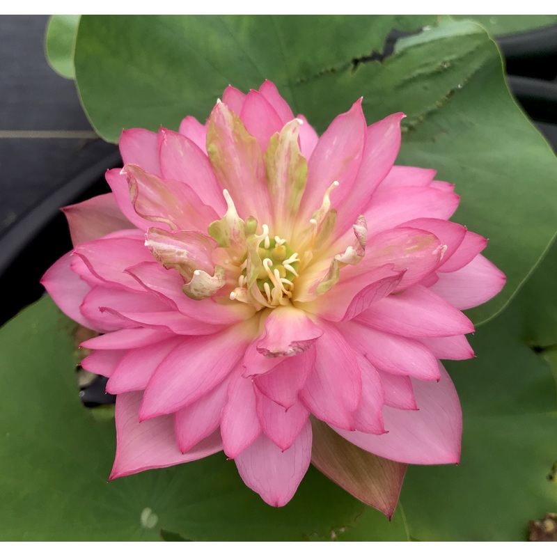 Handsome Hero 13 Lotus - He's a winner! (Bare Root)