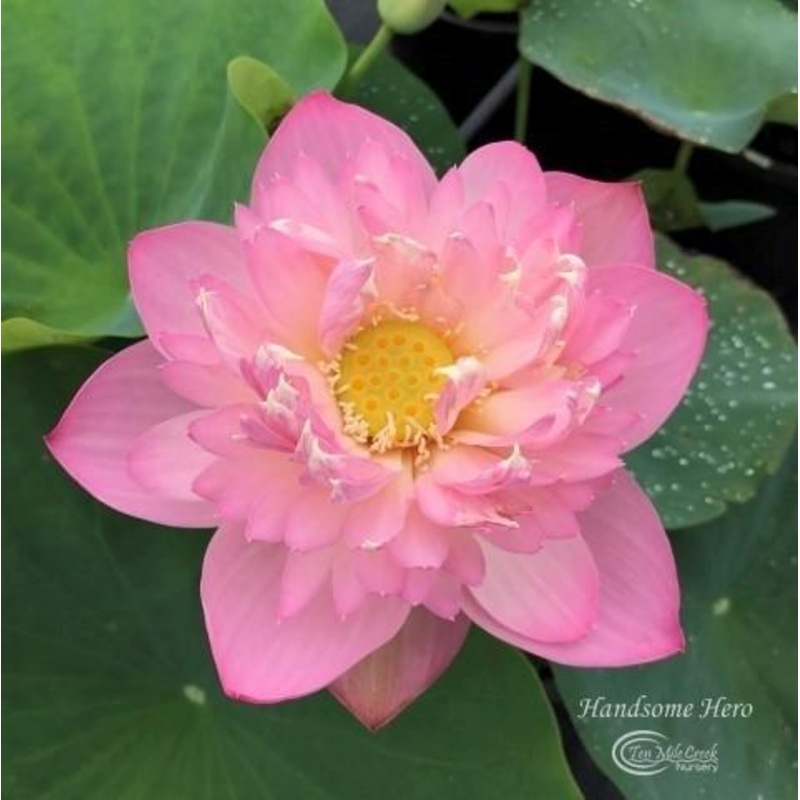 Handsome Hero Lotus - Hang on to your heart! (Bare root)