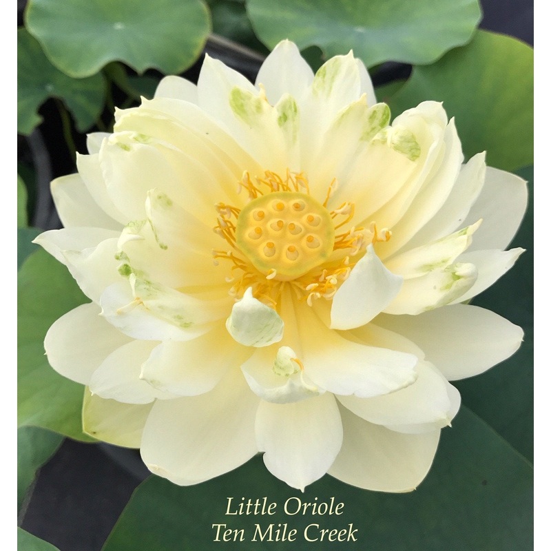 Little Oriole Lotus (Bare Root)