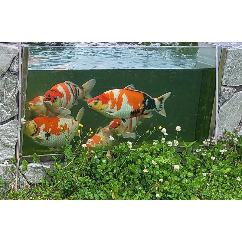 Pond Portals - Koi Viewing Window