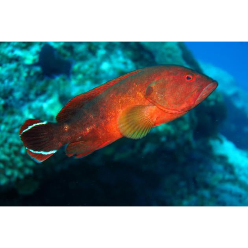 Red V-Tail Grouper Size: L 4" to 5"
