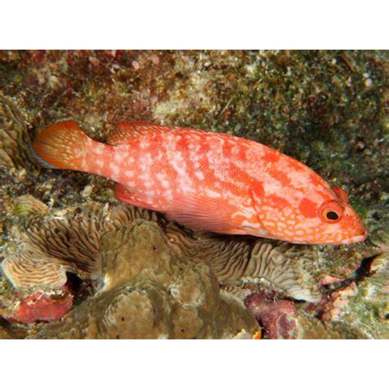 Strawberry Grouper Size: L 4" to 5"