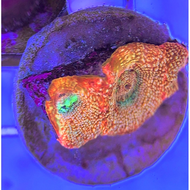 VA Cotton Candy Acan Bowerbanki CCAB031301 WYSIWYG