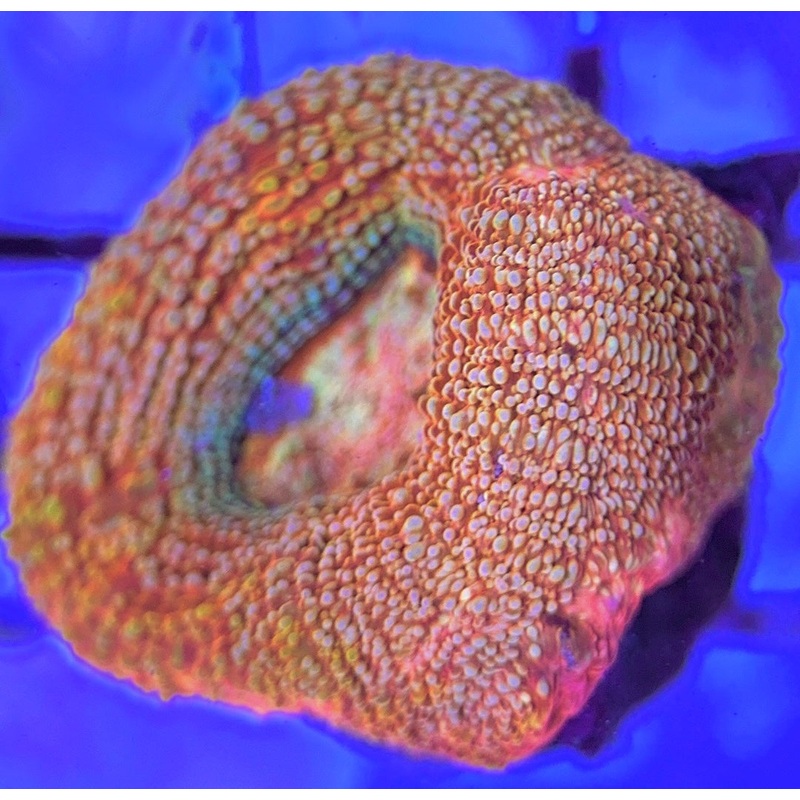 VA Cotton Candy Acan Bowerbanki CCAB031302 WYSIWYG