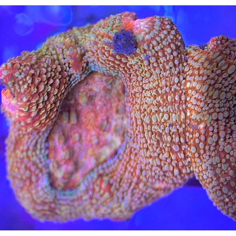 VA Cotton Candy Acan Bowerbanki CCAB031304 WYSIWYG