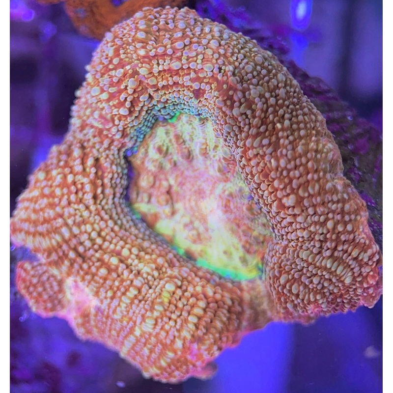 VA Cotton Candy Acan Bowerbanki CCAB031305 WYSIWYG