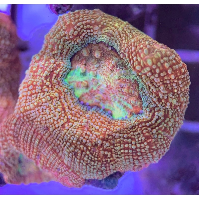 VA Cotton Candy Acan Bowerbanki CCAB031306 WYSIWYG