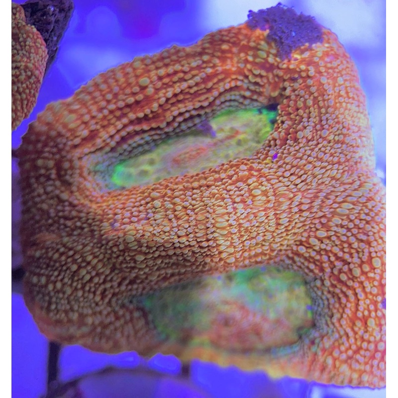 VA Cotton Candy Acan Bowerbanki CCAB031307 WYSIWYG