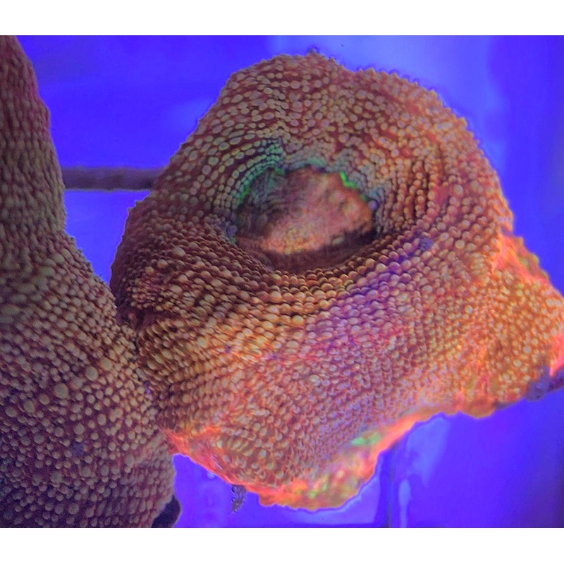 VA Cotton Candy Acan Bowerbanki CCAB031308 WYSIWYG
