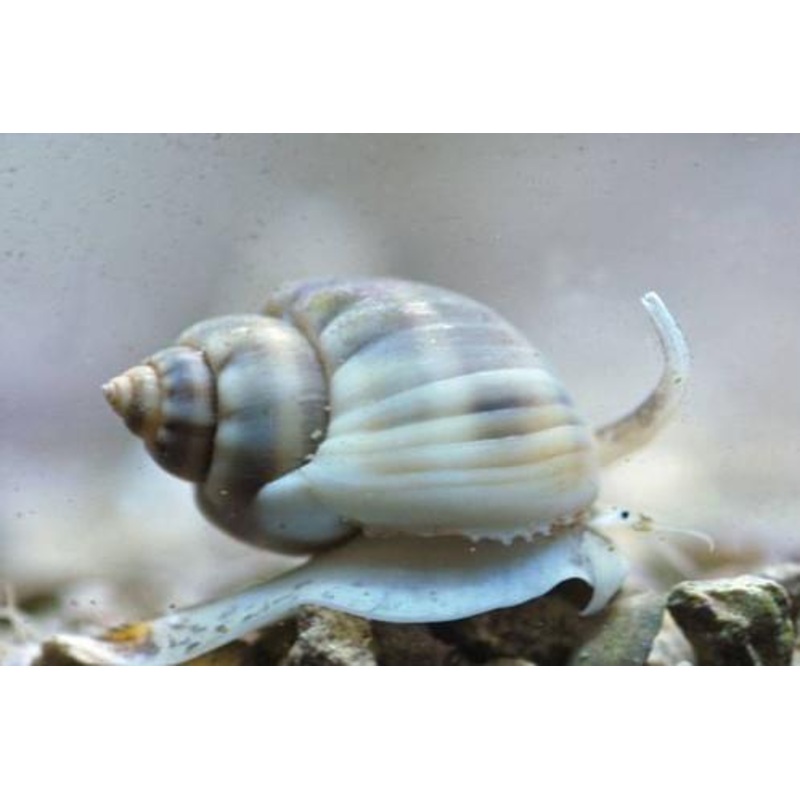 10 Snail Pack Assorted